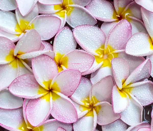 Frangipani-Blumen — Stockfoto