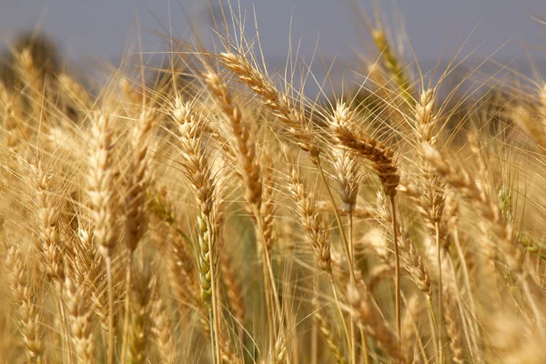 Campo de trigo — Foto de Stock