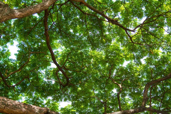 Under the tree — Stock Photo, Image