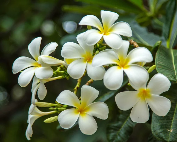Witte frangipani bloemen — Stockfoto