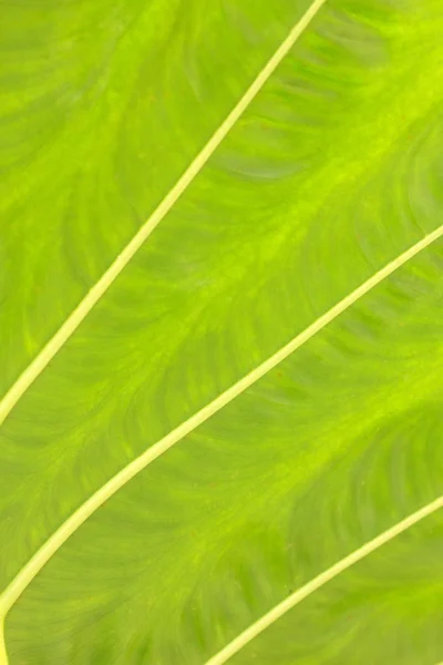 Foglia verde sfondo — Foto Stock