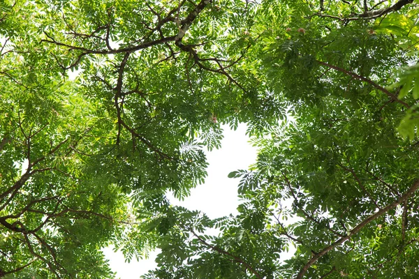 Onder de boom met branch — Stockfoto