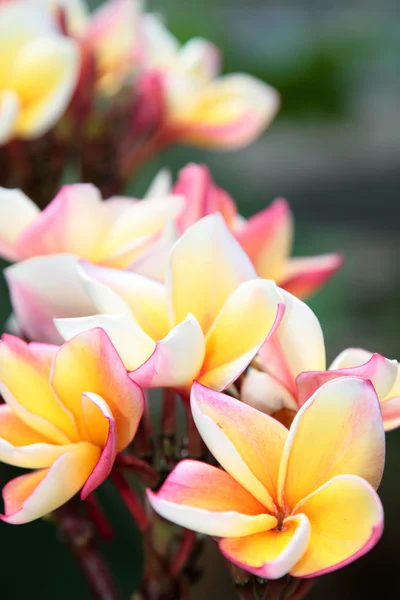 Frangipani flowers — Stock Photo, Image