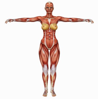 kadın vücudun kas yapısı arkadan