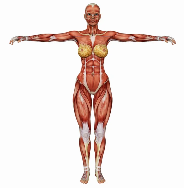 Structure musculaire du corps féminin par derrière — Photo