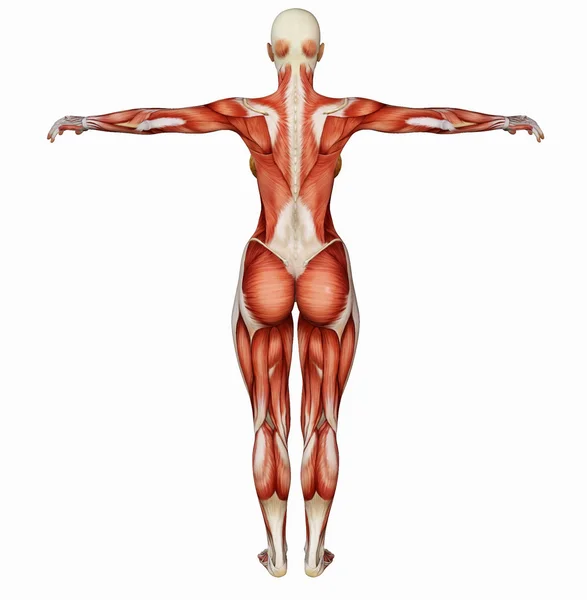 Μυϊκή δομή του γυναικείου σώματος από πίσω — Φωτογραφία Αρχείου