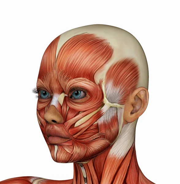 Female face's muscle structure — Stock Photo, Image