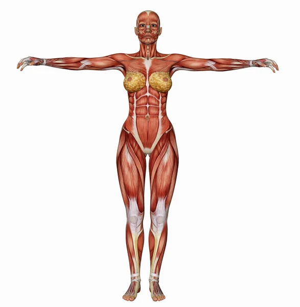 Structure musculaire du corps féminin par derrière — Photo