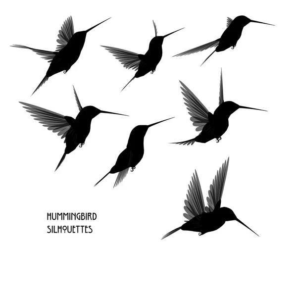 sinek kuşu uçuş aşamaları koleksiyonu