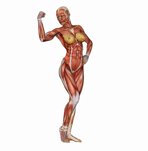 Структура мышц женского тела в позе строителя тела — стоковое фото