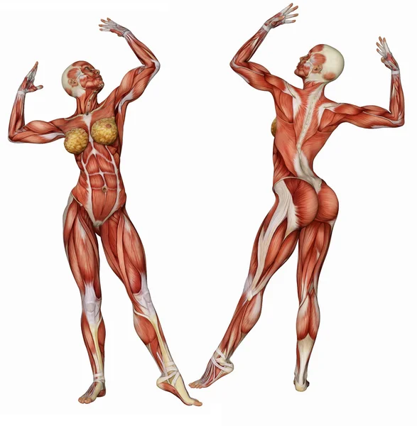 Kadın vücudun kas yapısı vücut Oluşturucuyu poz — Stok fotoğraf