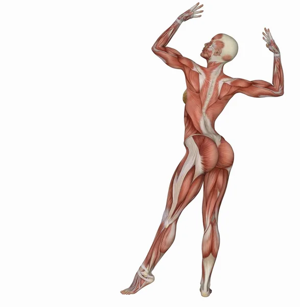 Female body's muscle structure in body builder pose — Stock Photo, Image