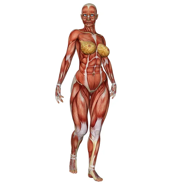Структура мышц женского тела в позе строителя тела — стоковое фото