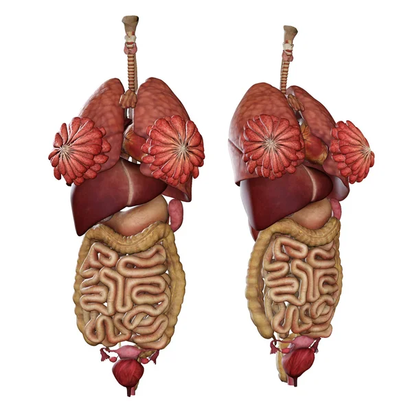 Kadın anatomisi — Stok fotoğraf