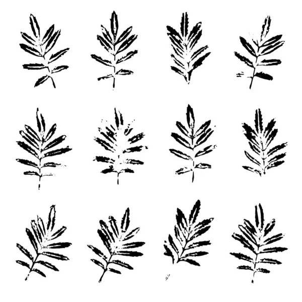 Marigold Leaves Black Prints Isolated White Ink Stamps Foliage Imprints — Stock Vector