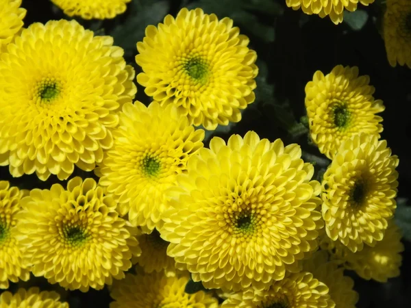 Asteraceae flower — Stock Photo, Image