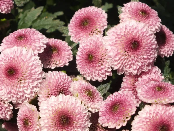 Asteraceae fiore — Foto Stock