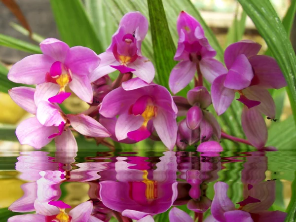 Plantes tropicales avec réflexion sur l'eau — Photo