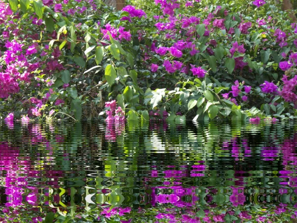 Trópusi növények víz tükröződéssel — Stock Fotó