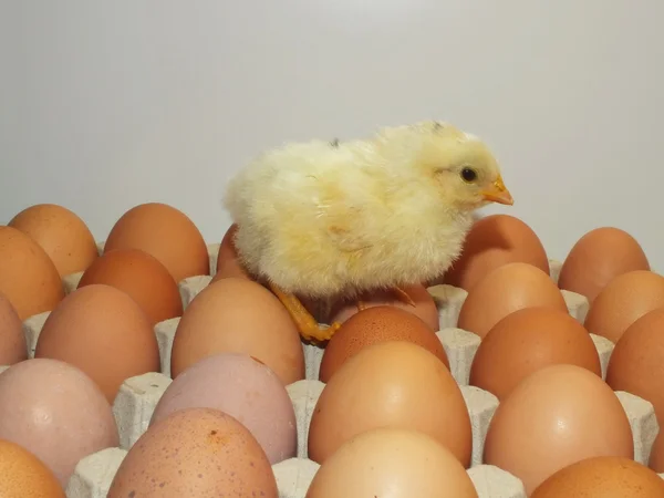 Brązowy jajko i kurczaka — Zdjęcie stockowe