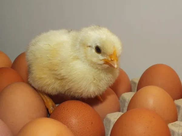 Oeuf brun et poulet — Photo