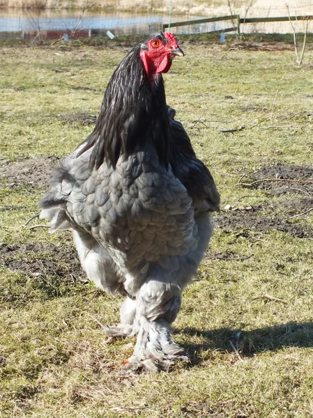 Galinhas de fazenda no campo — Fotografia de Stock