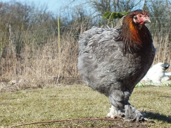 Polli da fattoria in campagna — Foto Stock