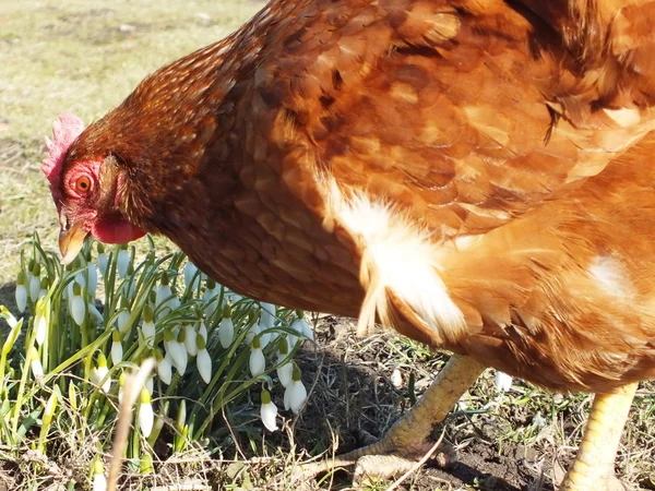 Gården kycklingar på landsbygden — Stockfoto