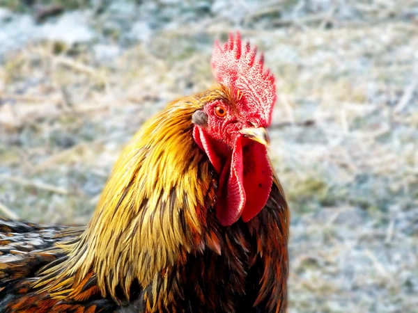 Farm chickens in the countryside — Stock Photo, Image