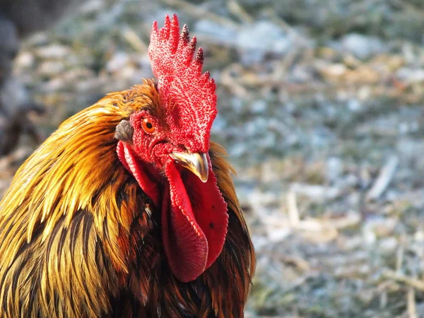 Gården kycklingar på landsbygden — Stockfoto