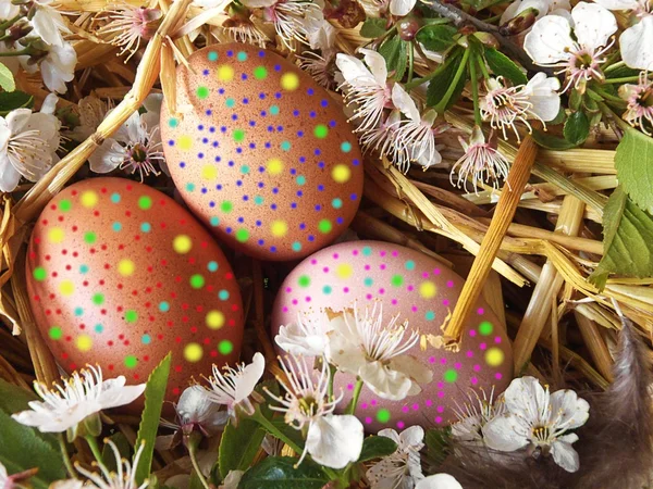 Huevos de gallina pintados de colores en la cesta para Pascua —  Fotos de Stock