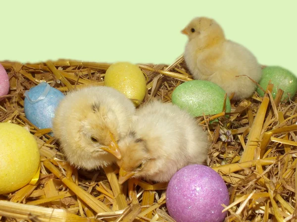 Pintos de galinha vivos e ovos de Páscoa — Fotografia de Stock