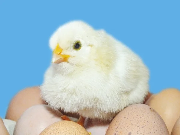 Lebende Hühnerküken und Ostereier — Stockfoto