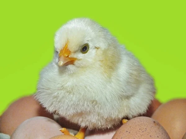 Living chicken chicks and easter eggs — Stock Photo, Image