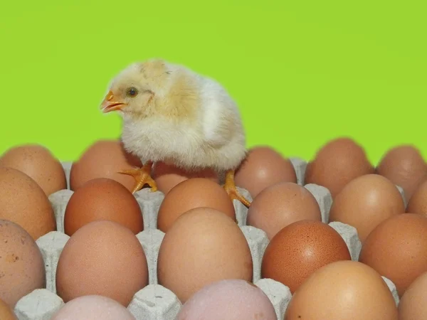 Living chicken chicks and easter eggs — Stock Photo, Image