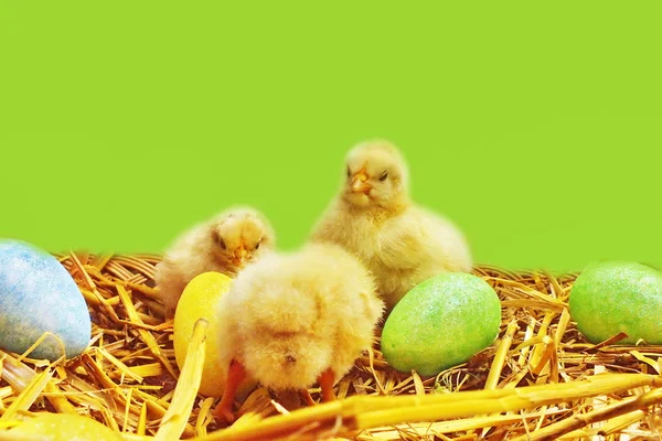 살아있는 닭 병아리와 부활절 달걀 스톡 이미지