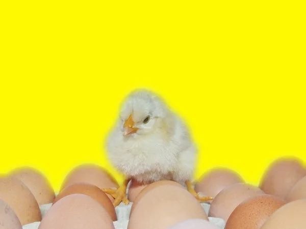 Living chicken chicks and easter eggs — Stock Photo, Image