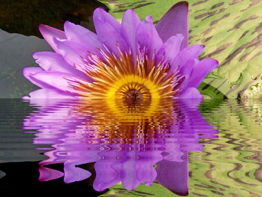 suya yansıyan tropikal çiçek