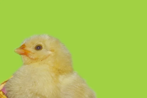 Poussins de poulet vivants et oeufs de Pâques — Photo