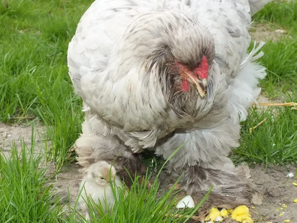 Pollos recién nacidos pollitos en hierba verde —  Fotos de Stock