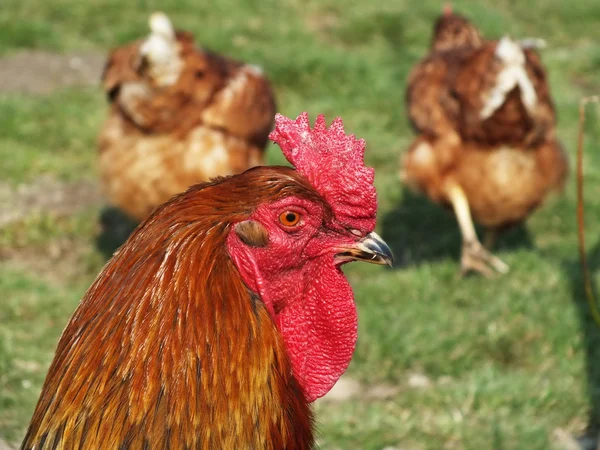 Egg-laying hens in the yard — Stock Photo, Image