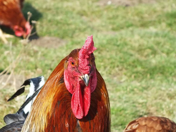 Free range chicken — Stock Photo, Image