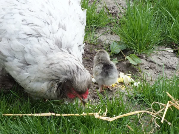 Nyligen kläckta kycklingar kycklingar i grönt gräs — Stockfoto