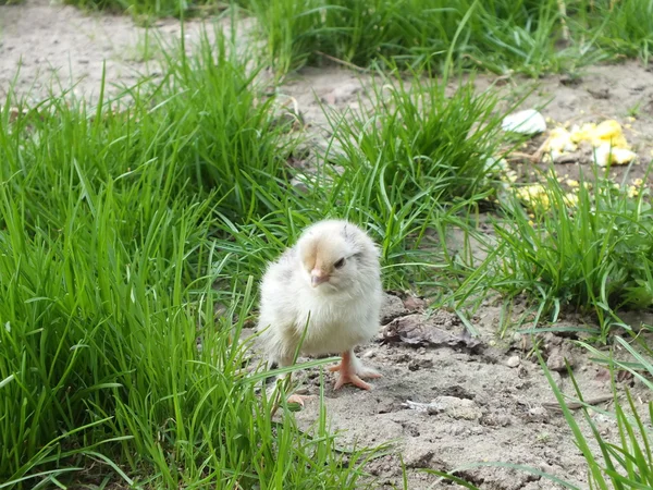 Frisch geschlüpfte Hühner-Küken im grünen Gras — Stockfoto