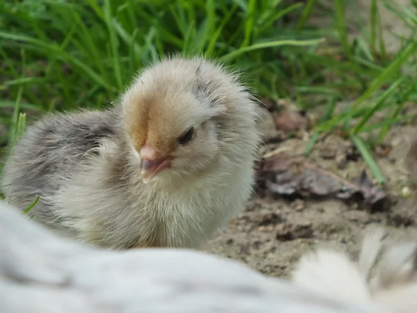 Πρόσφατα εκκολαφθεί νεοσσούς κοτόπουλα στο πράσινο γρασίδι — Φωτογραφία Αρχείου