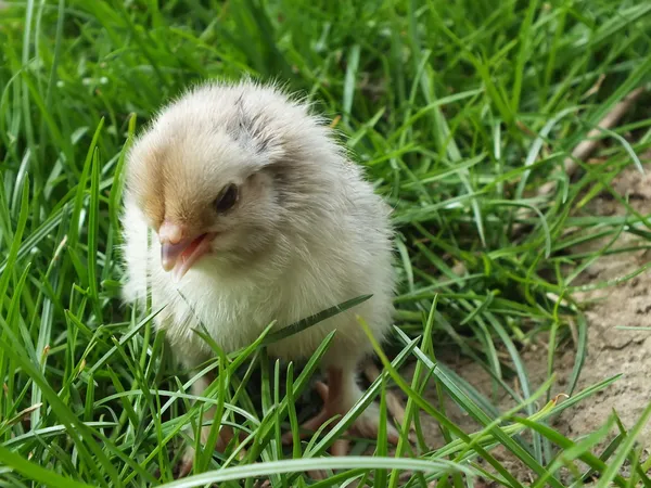 Newly hatched chickens chicks in green grass — Stock Photo, Image