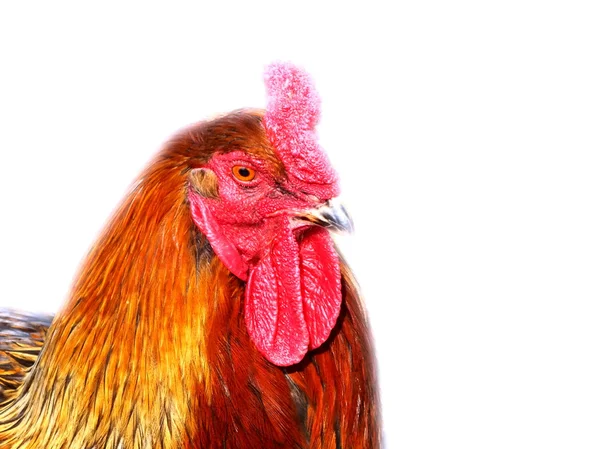 农村农场鸡 — 图库照片