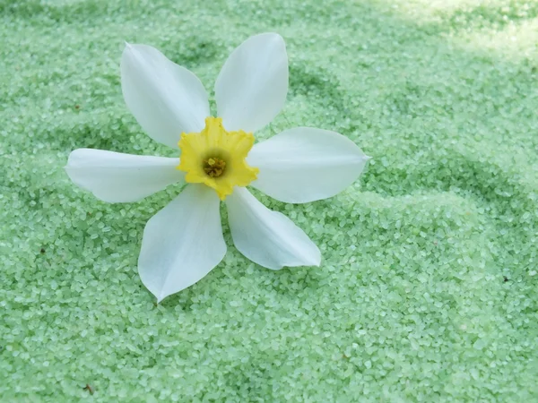 Singola fioritura astratta in piccole pietre — Foto Stock