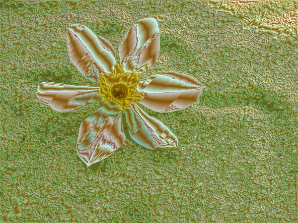 Single bloom abstract in small stones — Stock Photo, Image