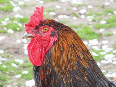 horoz bir çim üzerinde çalışır